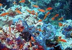 IMG_0856rf_Maldives_Madoogali_Plongee 9_House reef north_Barbiers rouges a queue de lyre_Pseudanthias Squamipinnis